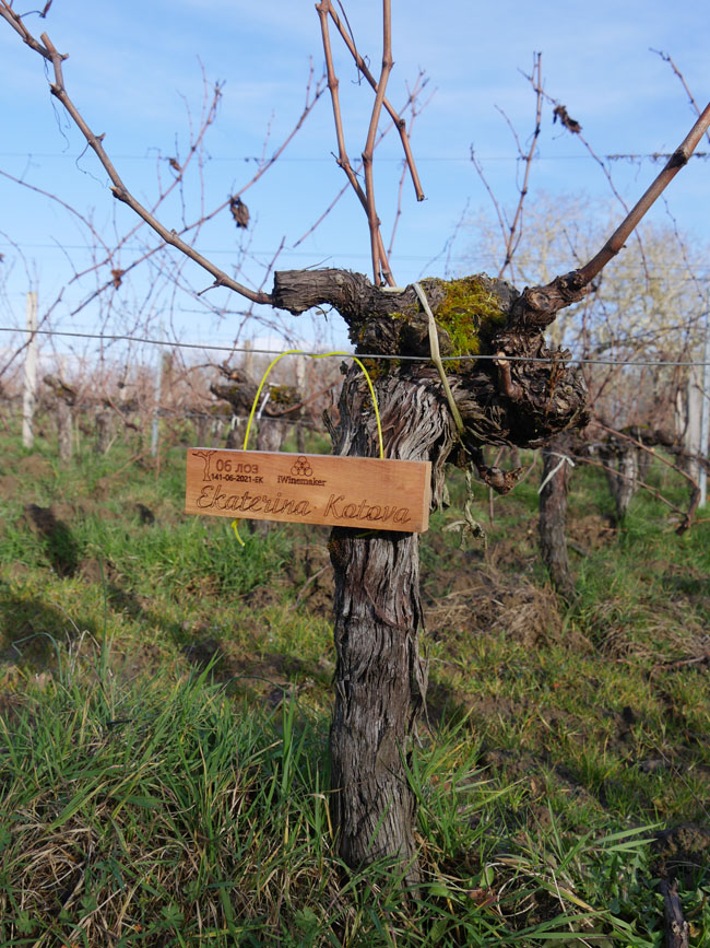 Виноградник на урожай